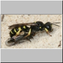 Crabro peltarius - Grabwespe w02 12mm mit Fliege.jpg